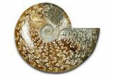 Polished Ammonite (Cleoniceras) Fossil - Madagascar #344286-1